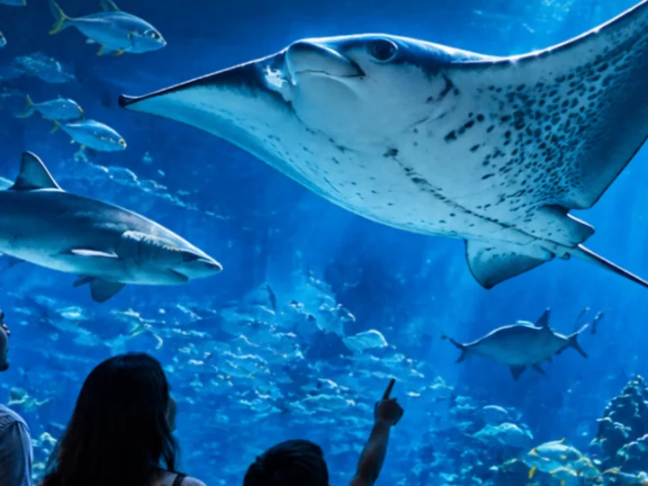 SeaWorld Abu Dhabi Tickets